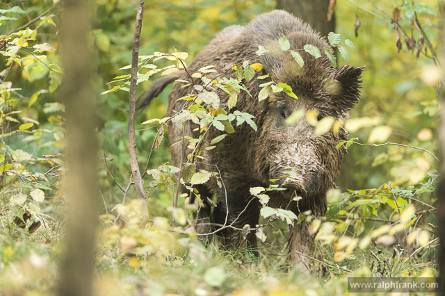 Wildschwein / Foto: Ralph Frank