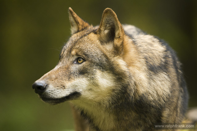 Europäischer Grauwolf / Foto: Ralph Frank