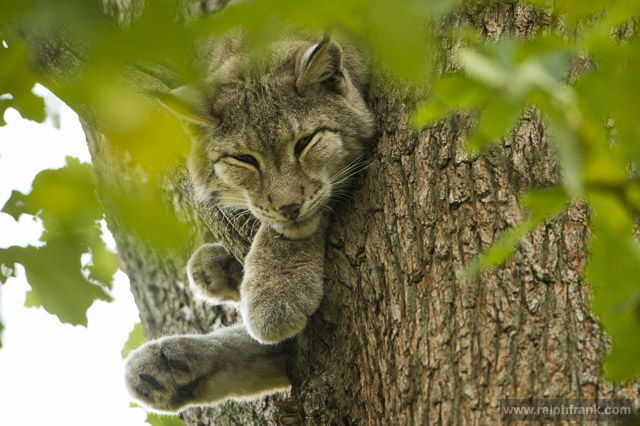 Luchs / Foto: Ralph Frank