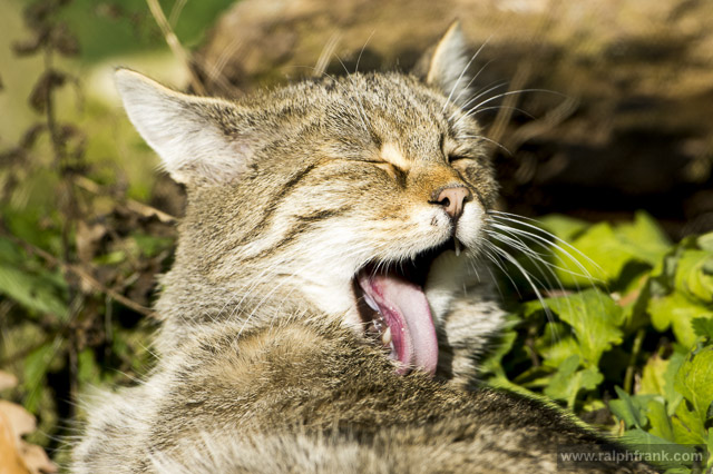 Wildkatze / Foto: Ralph Frank