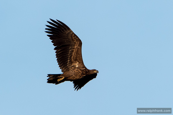 Junger Seeadler / Foto: Ralph Frank Junger Seeadler / Foto: Ralph Frank