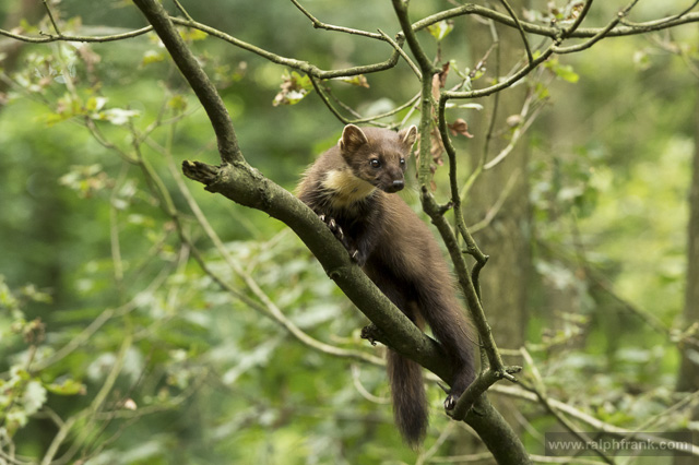 Baummarder / Foto: Ralph Frank