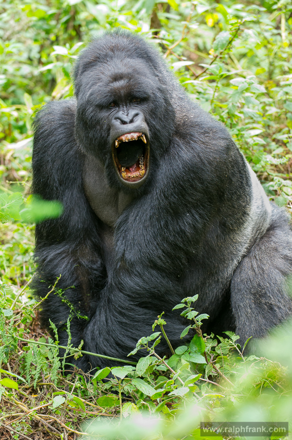 Berggorillas sehen gefährlich aus - brauchen aber unsere Hilfe!! Mountain Gorillas look dangerous but they need our help!! / Foto: Ralph Frank / WWF