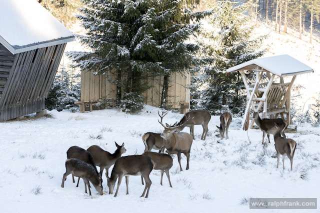 Wildfütterung am Forsthaus Sattelbach
