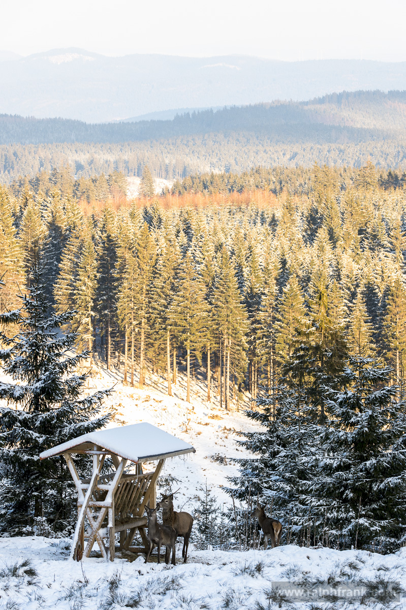 Am Forsthaus Sattelbach