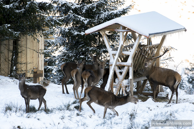 Wildfütterung am Forsthaus Sattelbach