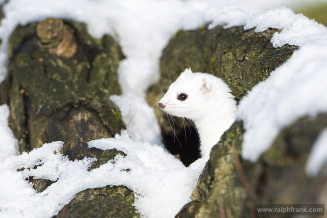 Hermelin im Winterfell / Foto: Ralph Frank