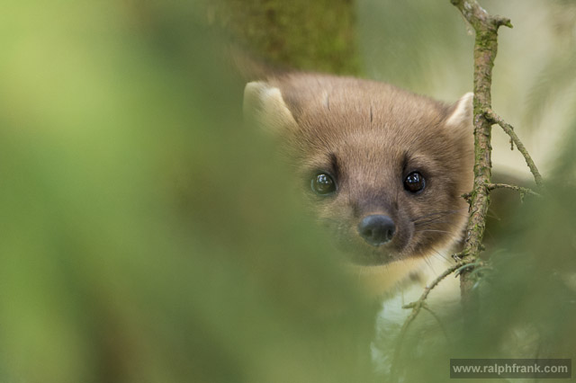 Baummarder / Foto: Ralph Frank