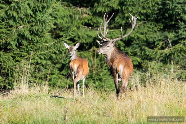 Rotwild / Foto: Ralph Frank