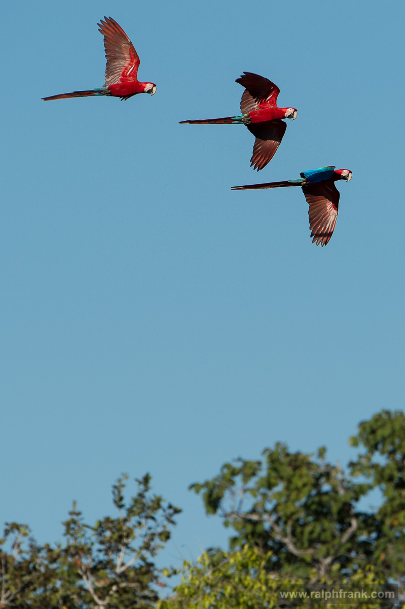 red-and-green macaws / Brazil / Pantanal