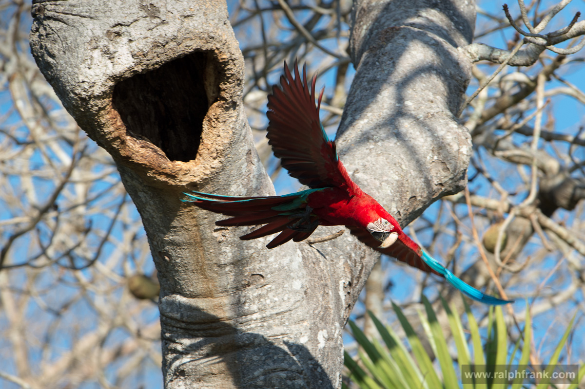red-and-green macaw / Brazil / Pantanal