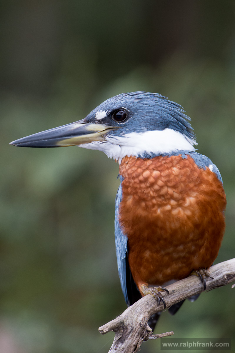 ringed kingfisher / Brazil / Pantanal
