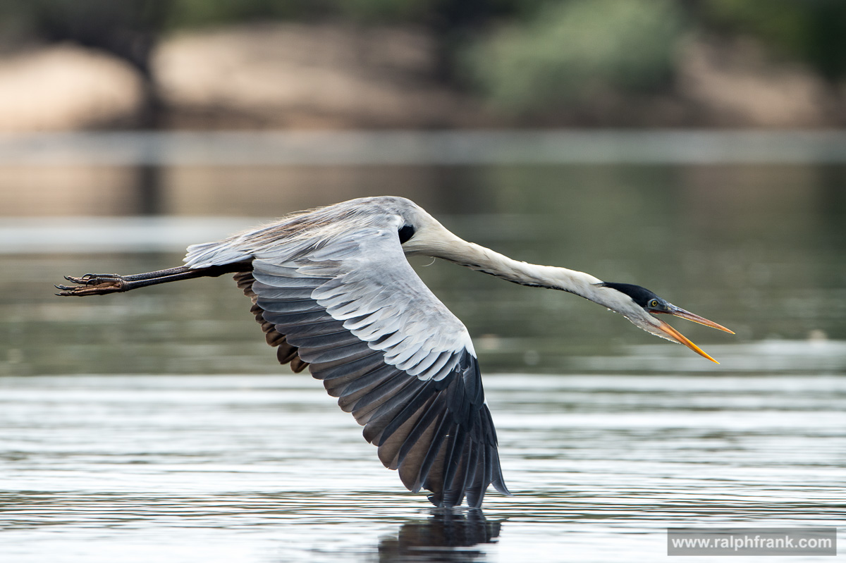 cocoi heron / Brazil / Pantanal