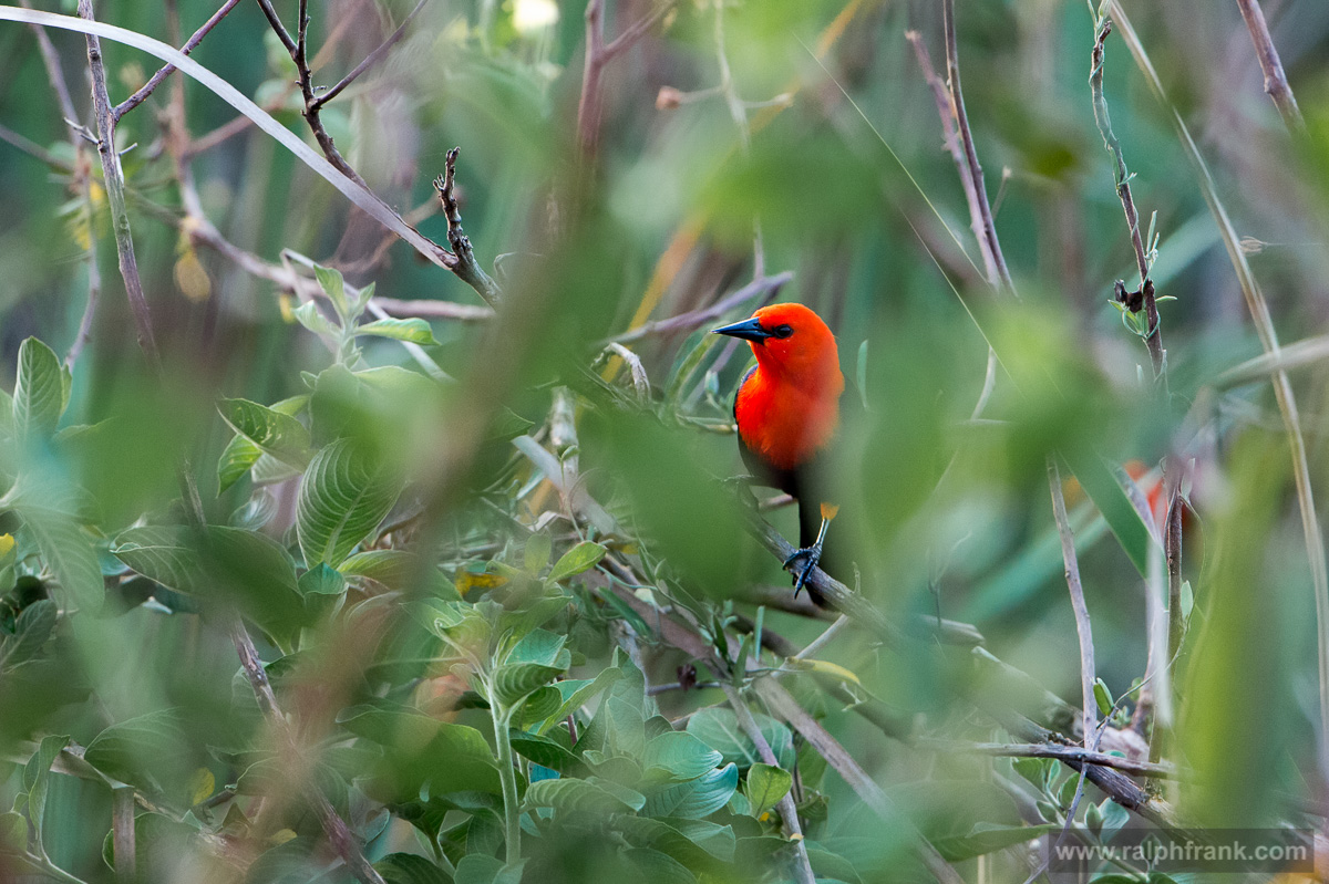 scarlet-headed blackbird / Brazil / Pantanal