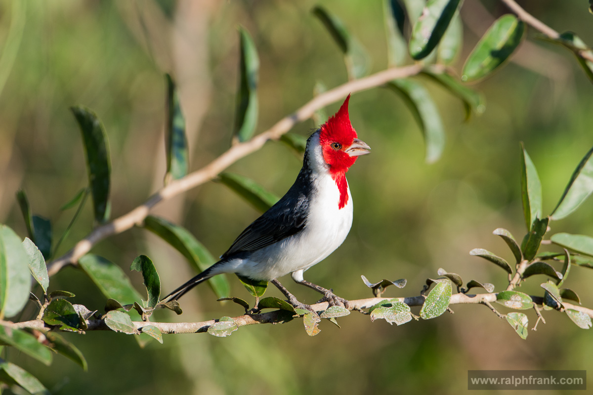 red-crested cardinal / Brazil / Pantanal