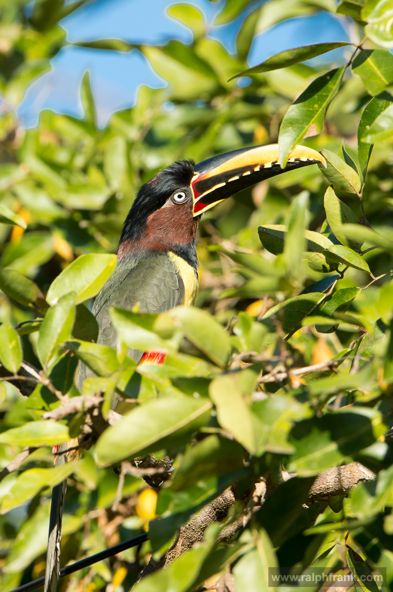 chestnut-eared aracari / Brazil / Pantanal