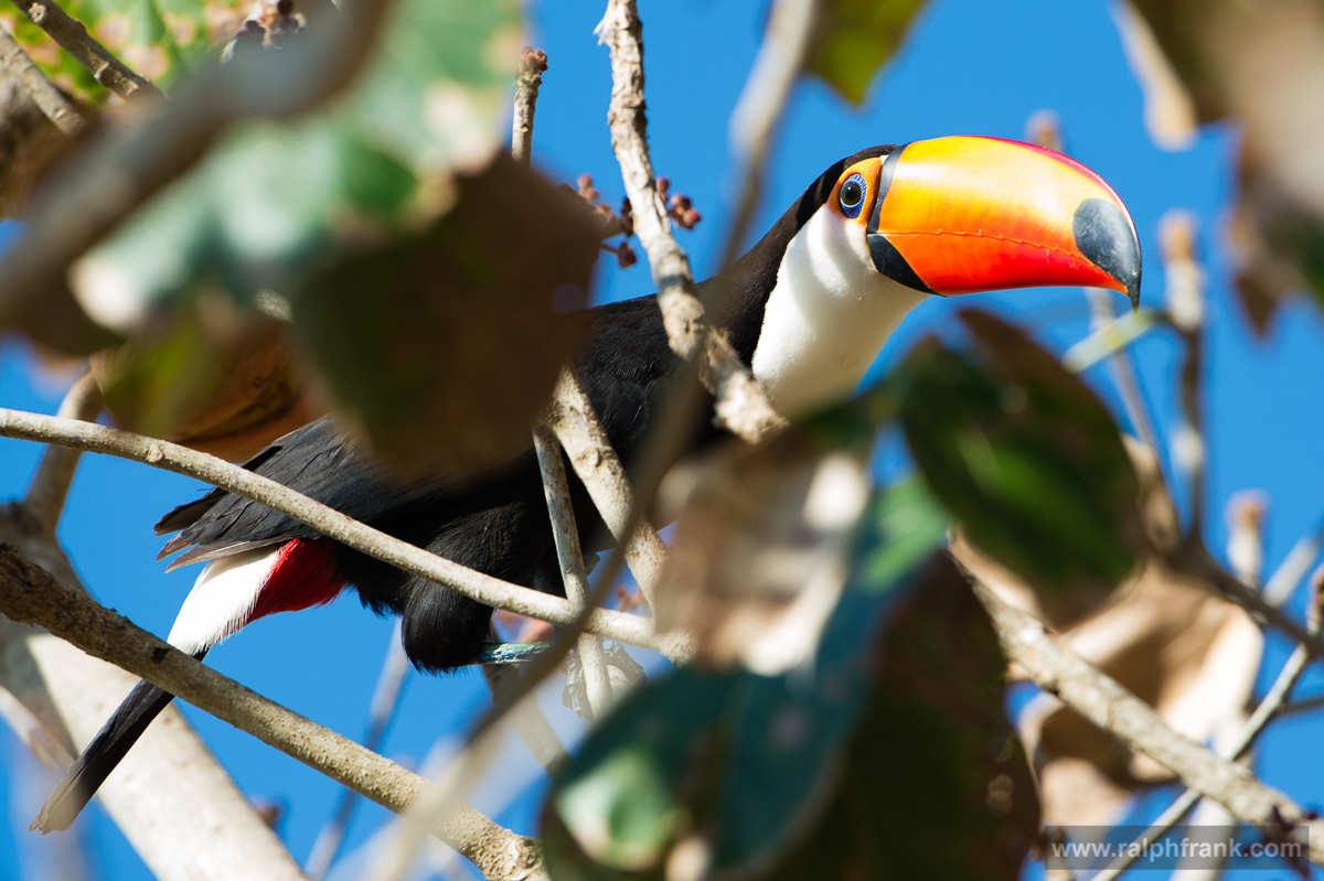 Toco Toucan / Riesentukan (Ramphastos toco)