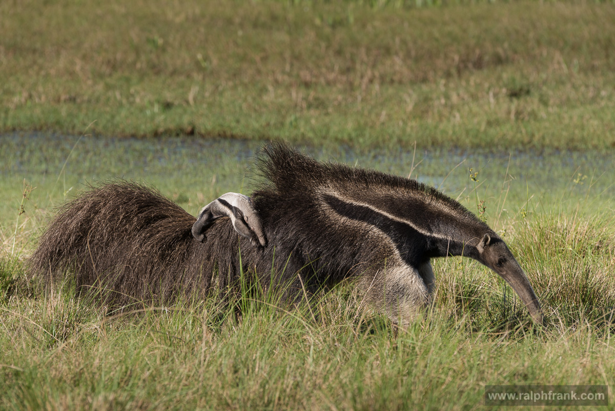Giant Anteater / Brazil / Pantanal