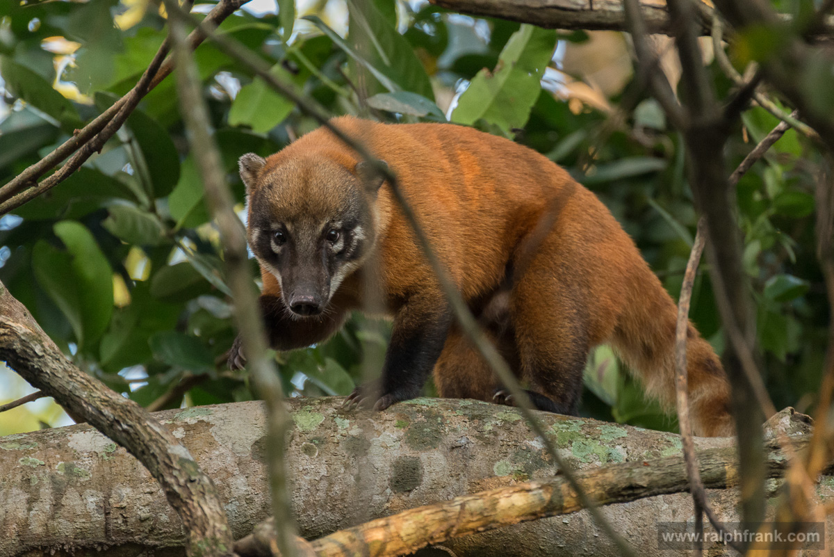 South American coati, or ring-tailed coati (Nasua nasua) bzw. Nasenbär / Brasilien / Pantanal