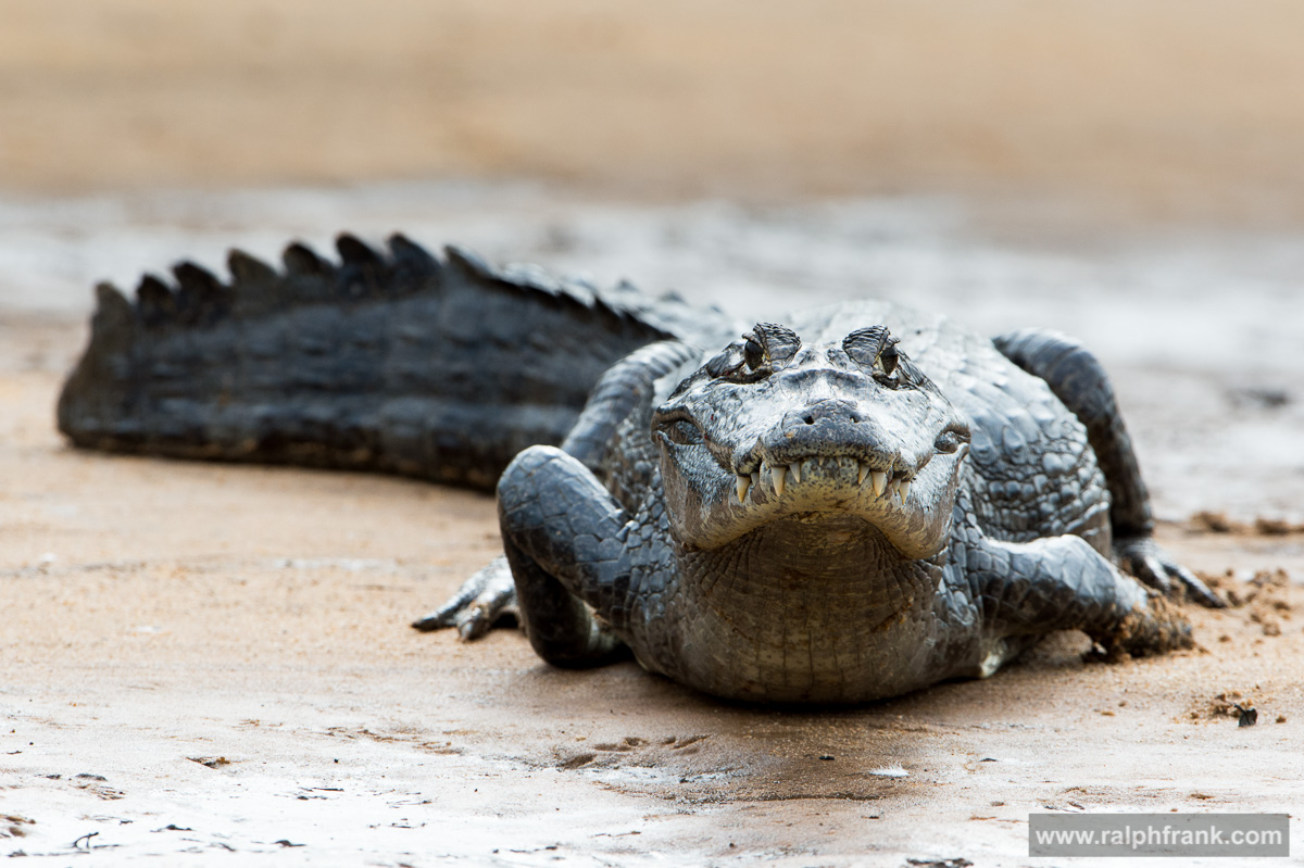Kaiman / Brazil / Pantanal
