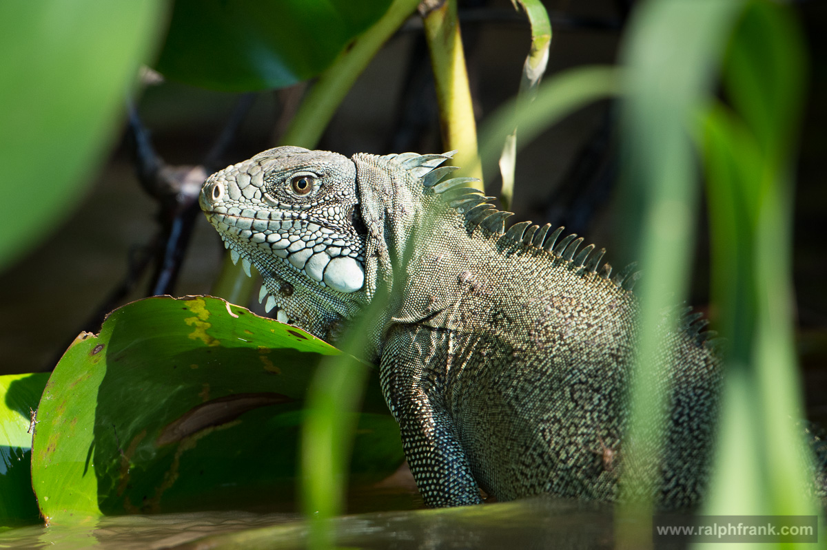 Green Iguana / Brazil / Pantanal