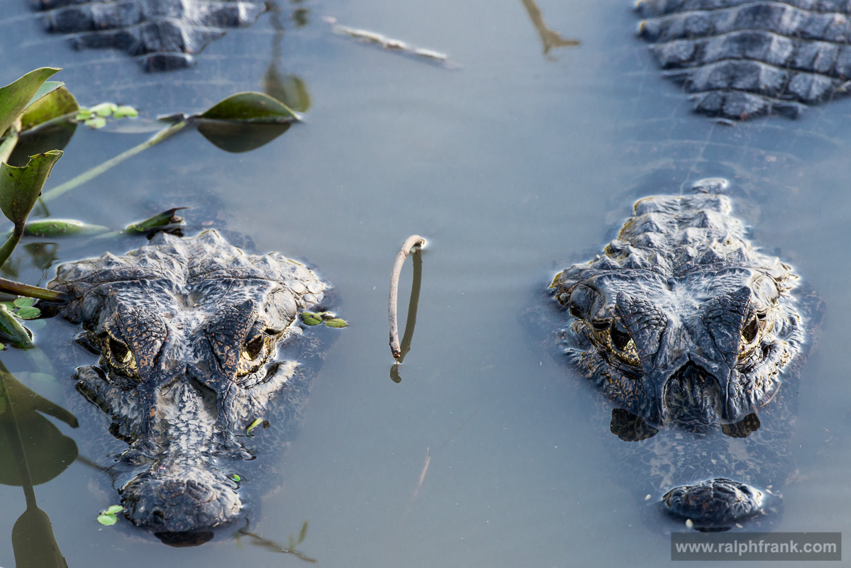 Brillenkaimane / Brazil / Pantanal