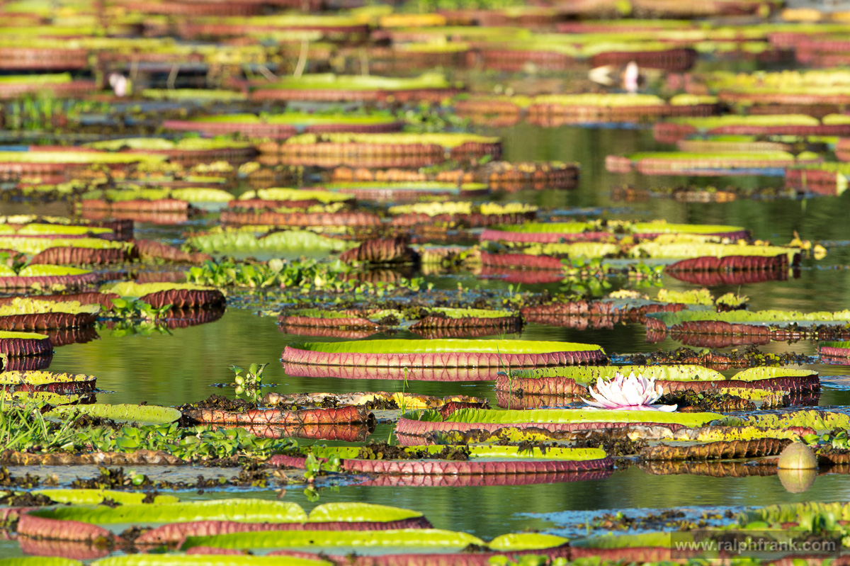 Giant Waterlillies / Brazil / Pantanal