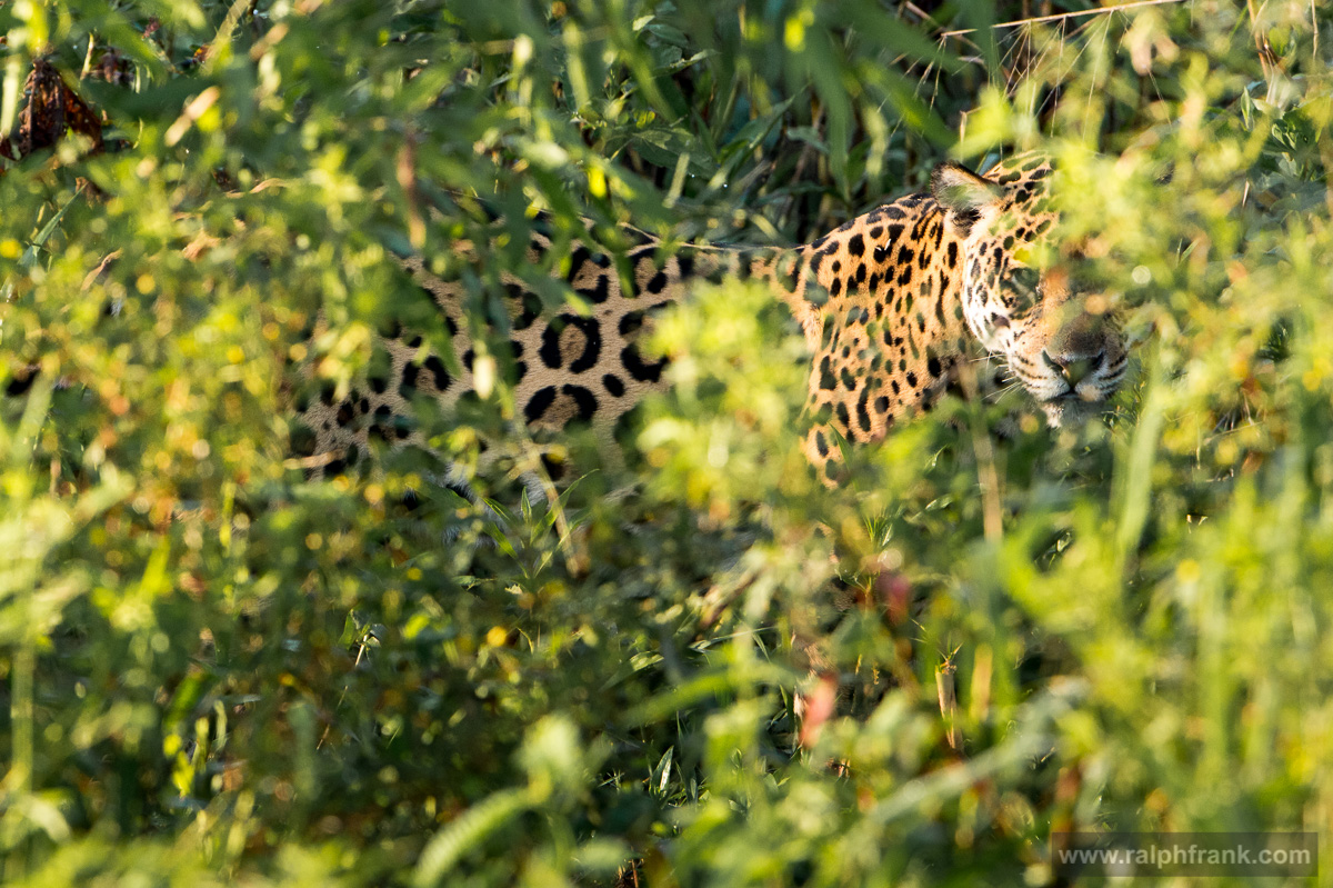 Jaguar