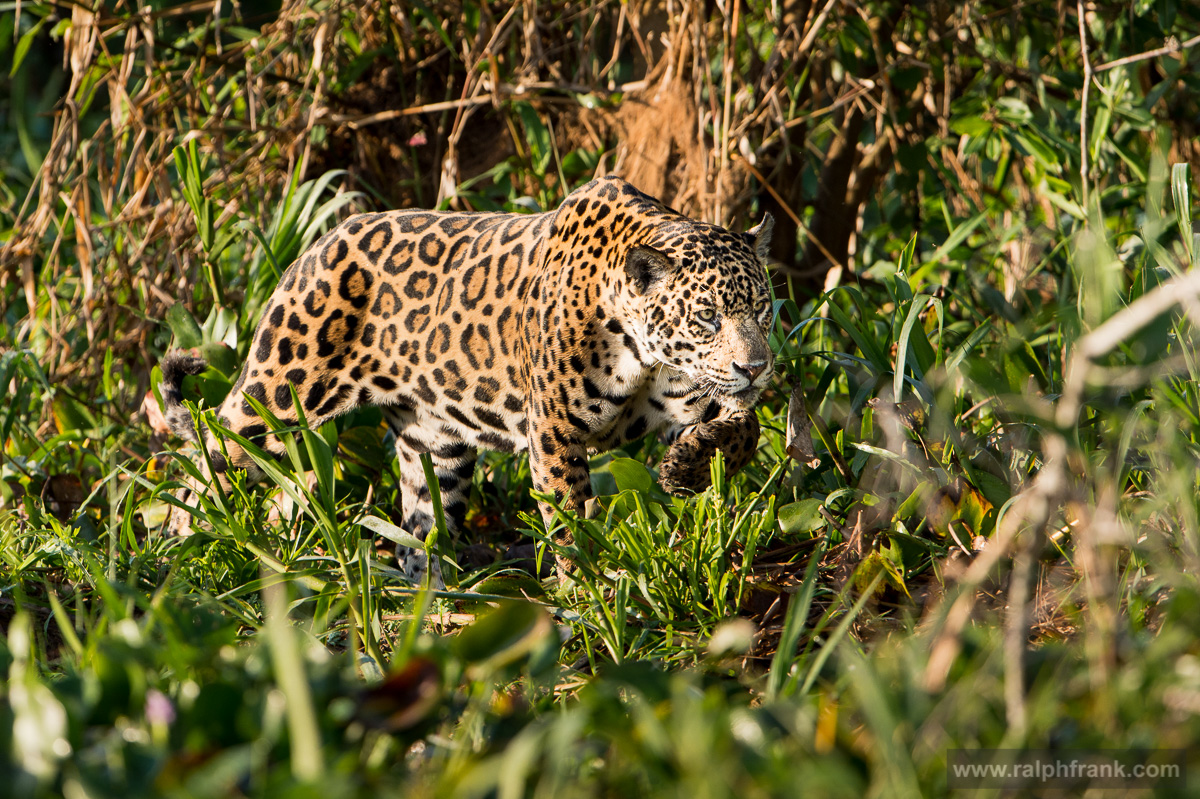 Jaguar