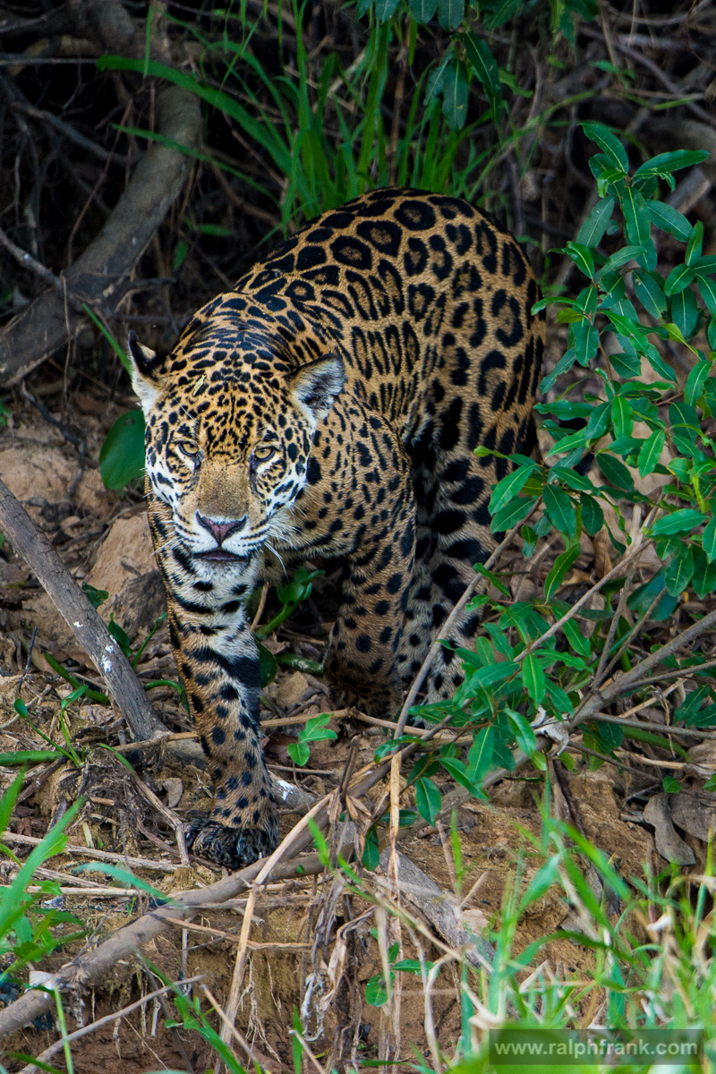Jaguar