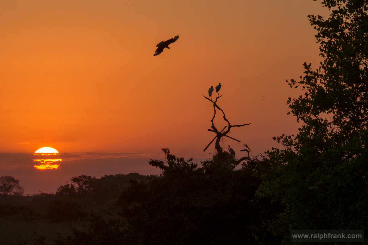 Brazil / Pantanal