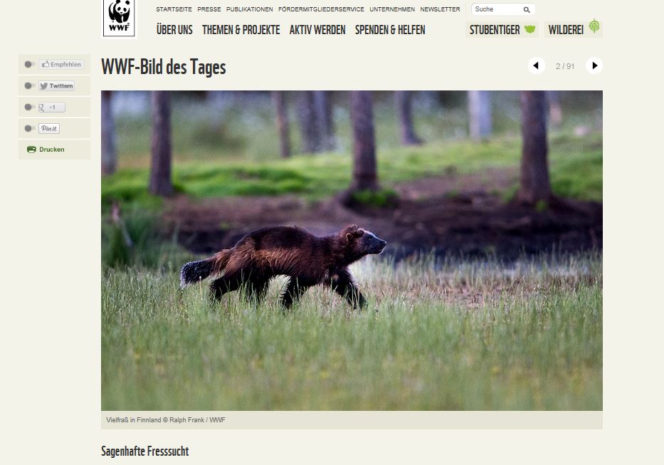 WWF_Bild_des_Tages_Vielfraß