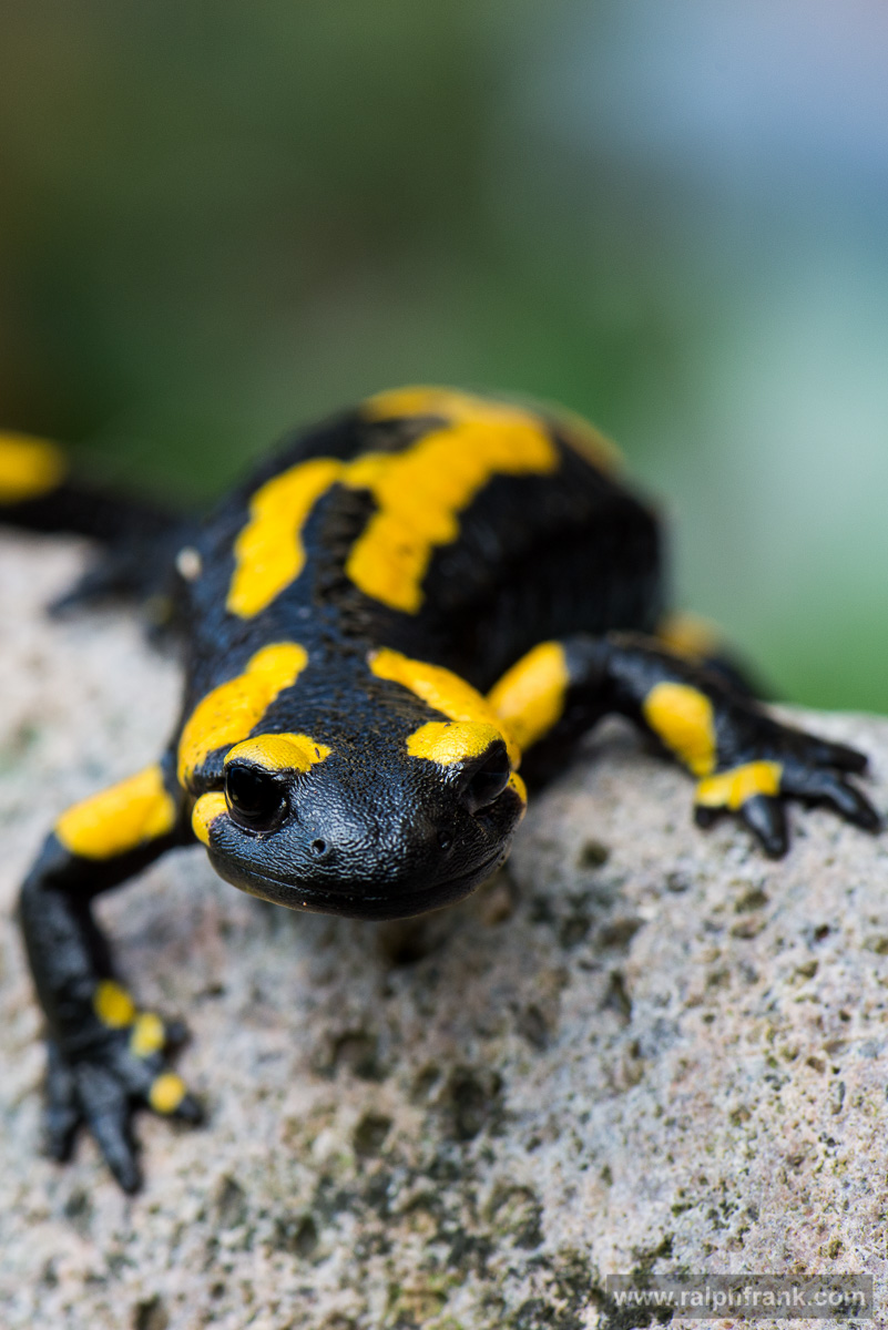 Feuersalamander (Salamandra salamandra) / Foto: Ralph Frank