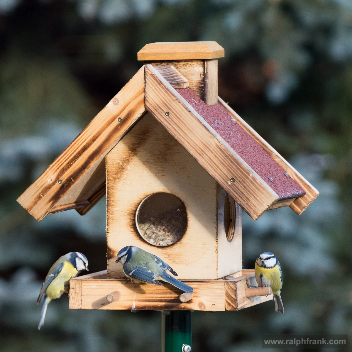 Meisen am Vogelhaus / Foto: Ralph Frank