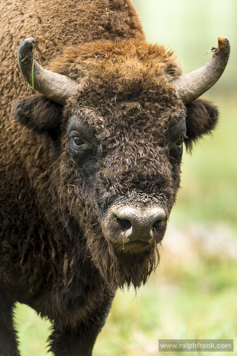 Wildtier des Jahres 2014 - der Wisent / Foto: Ralph Frank