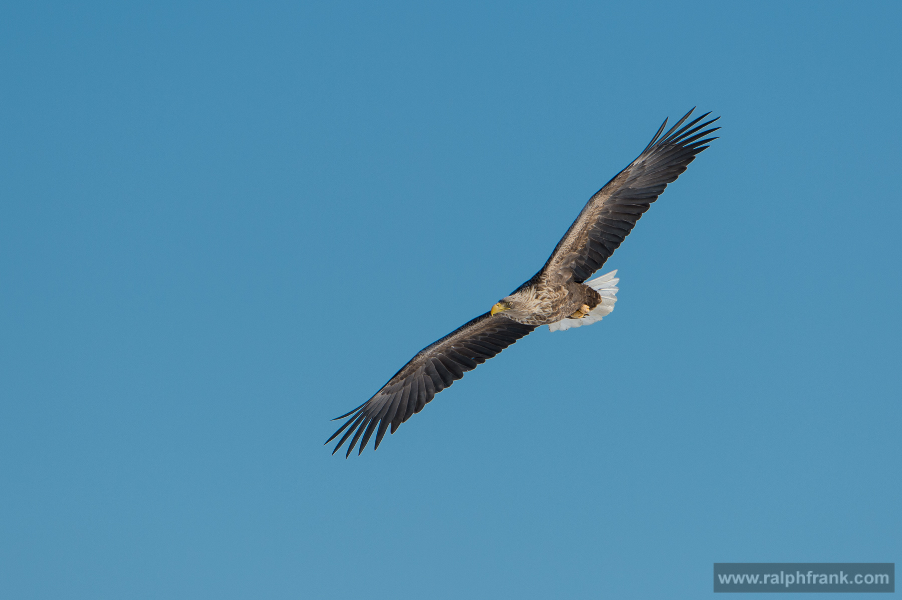 Seeadler / White-tailed eagle Winter Safari Finnland 03/2015