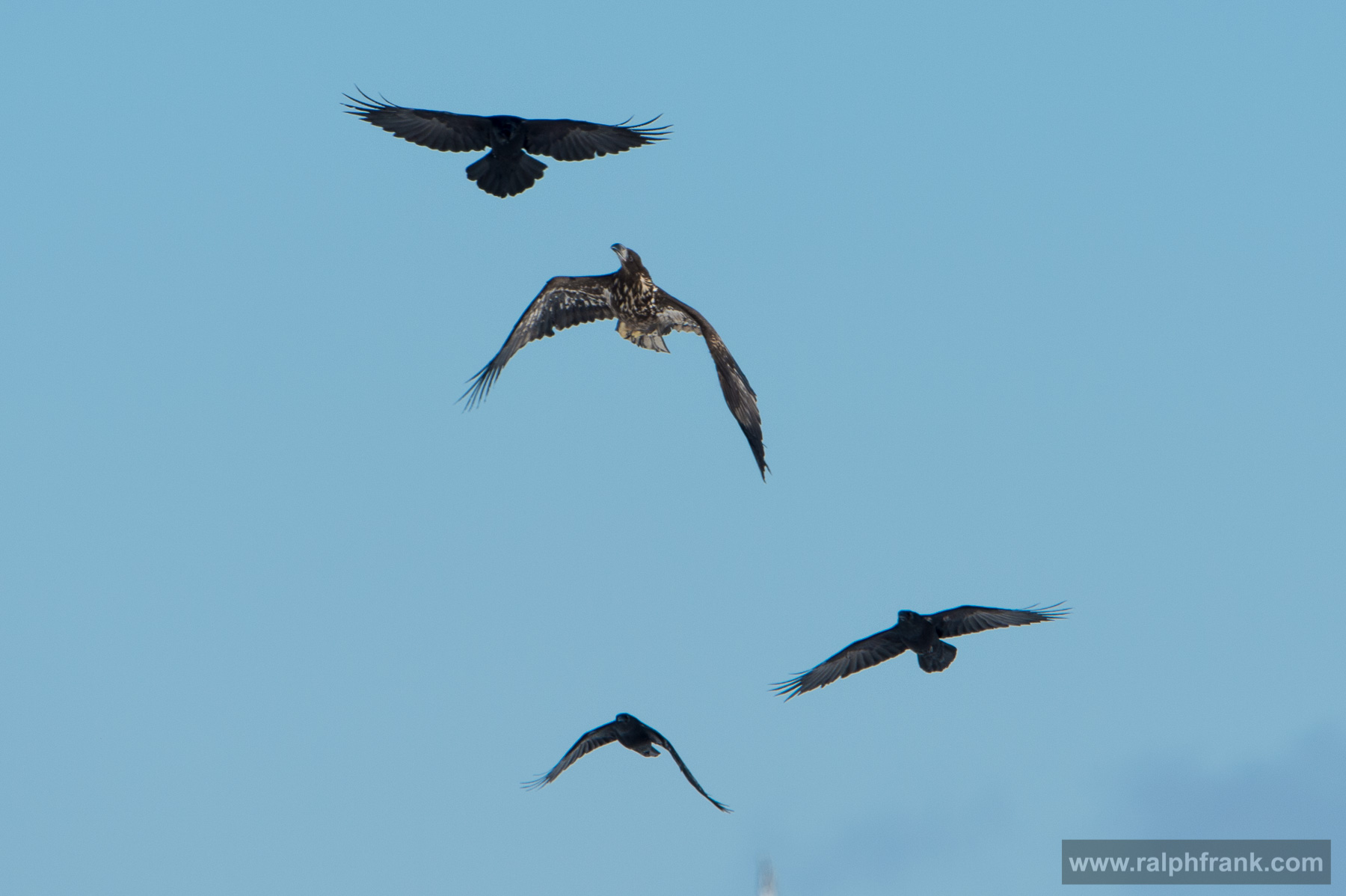 White-tailed eagle and northern ravens Winter Safari Finnland 03/2015