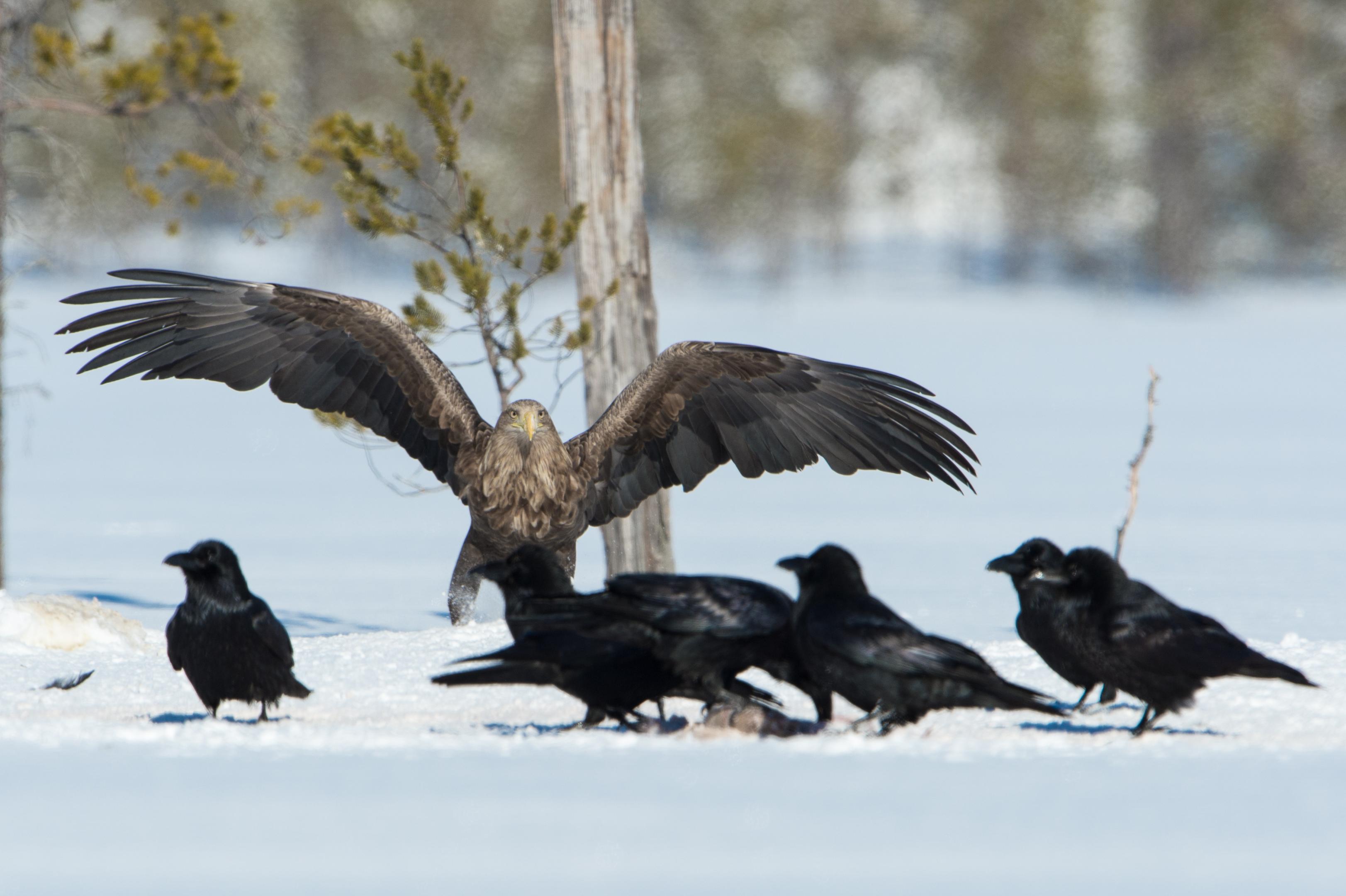 Winter Safari Finnland 03/2015