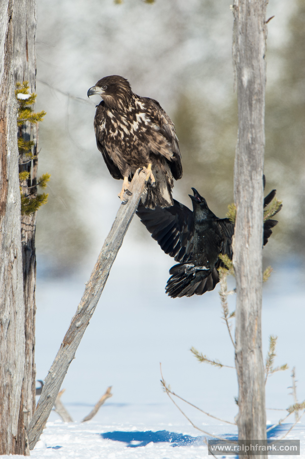 Winter Safari Finnland 03/2015