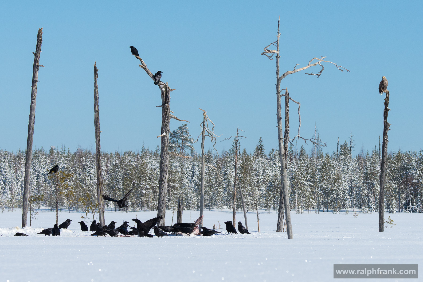 White-tailed eagle and northern ravens