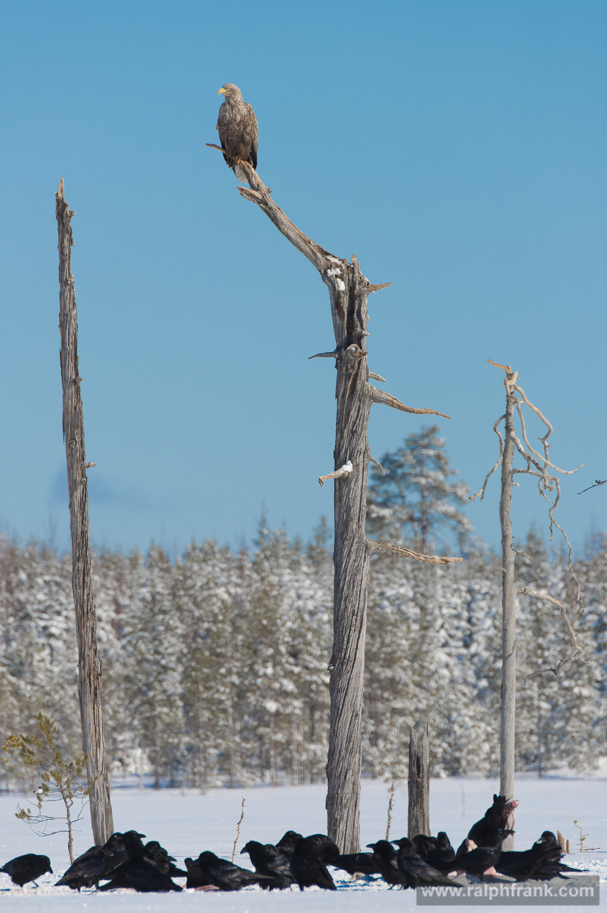 Seeadler und Kolkraben / White-tailed eagle and northern ravens
