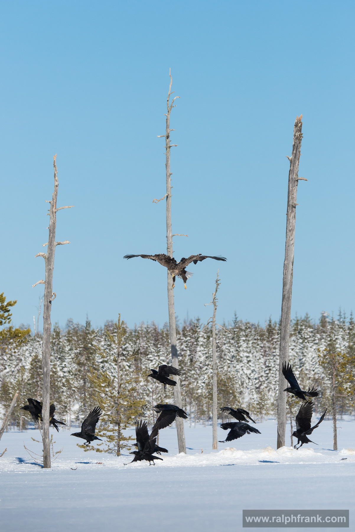 White-tailed eagle and northern ravens Winter Safari Finnland 03/2015