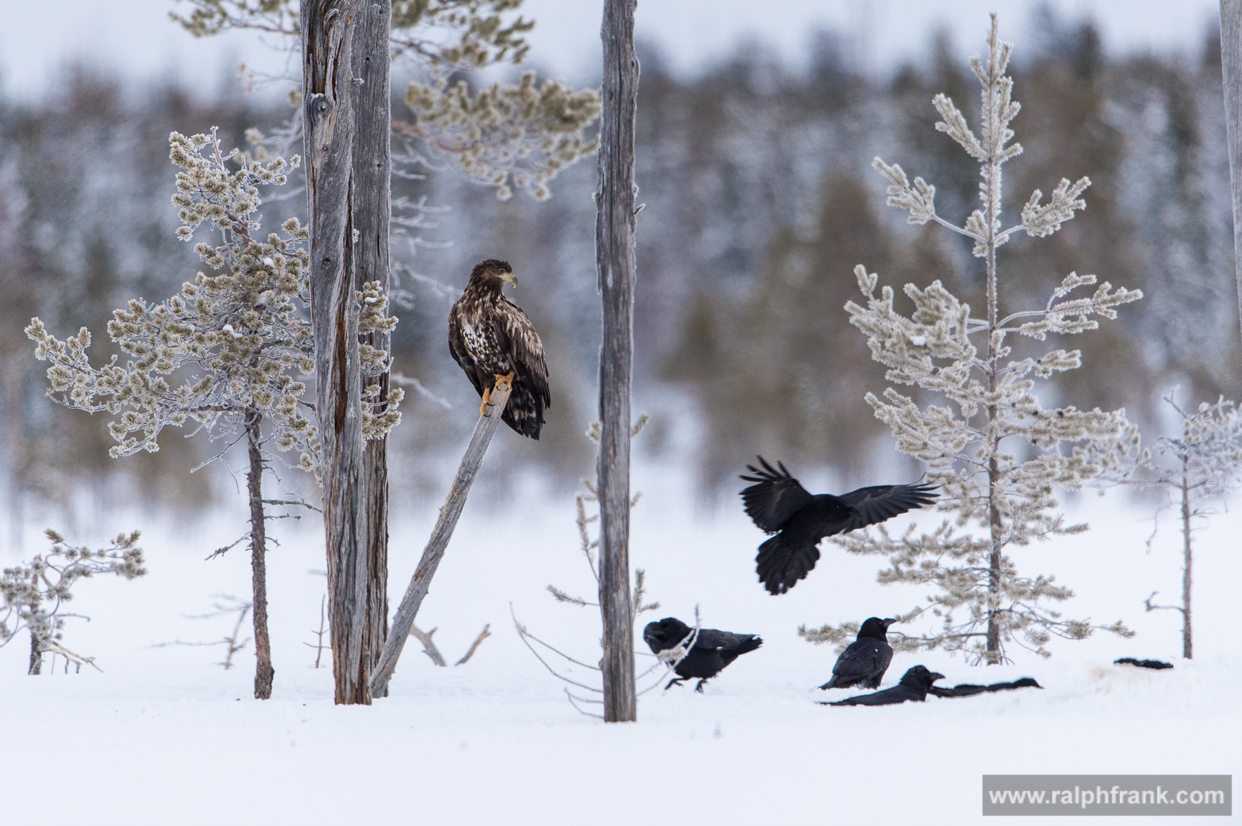 Winter Safari Finnland 03/2015