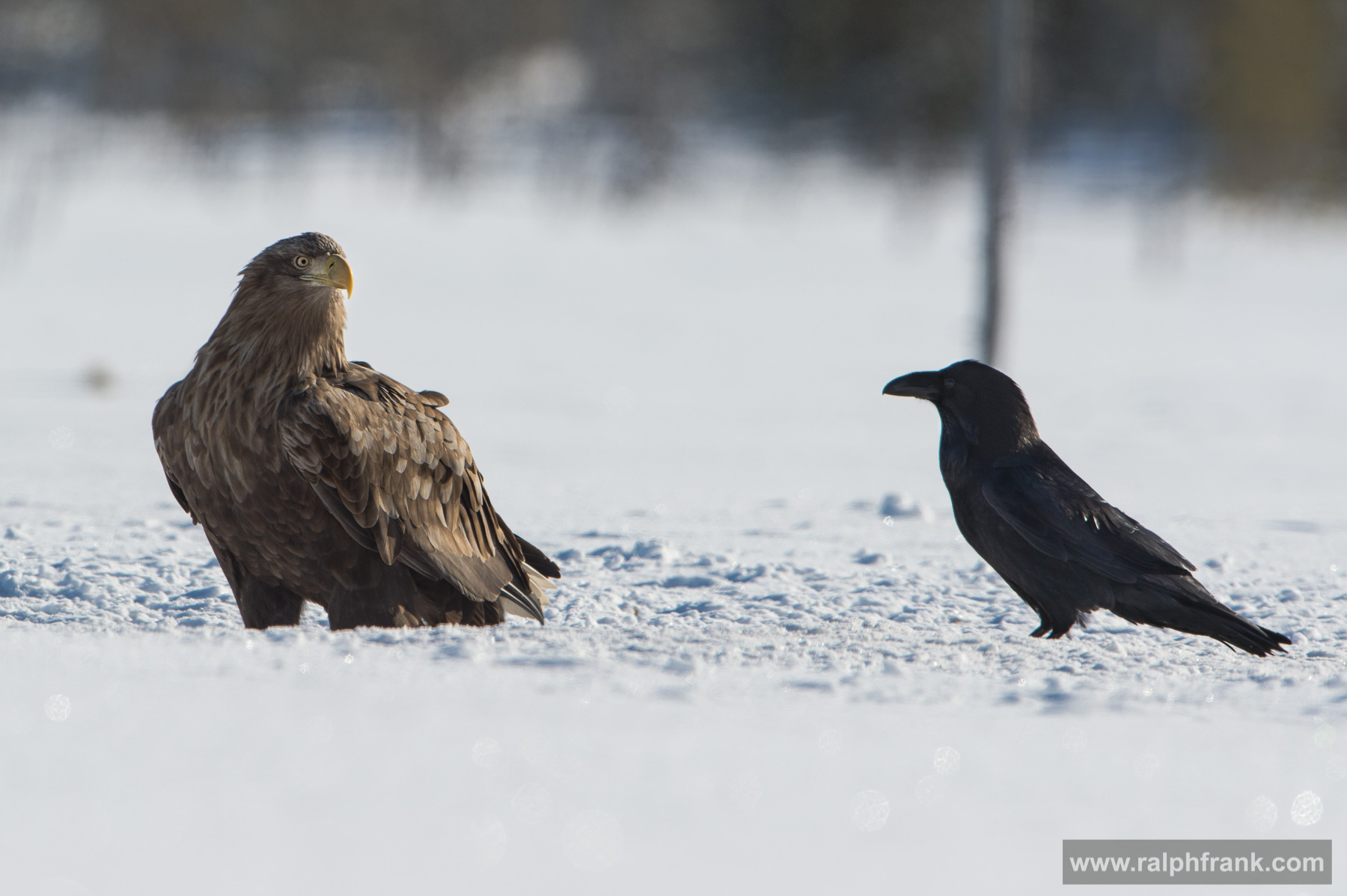 White-tailed eagle and northern ravens Winter Safari Finnland 03/2015