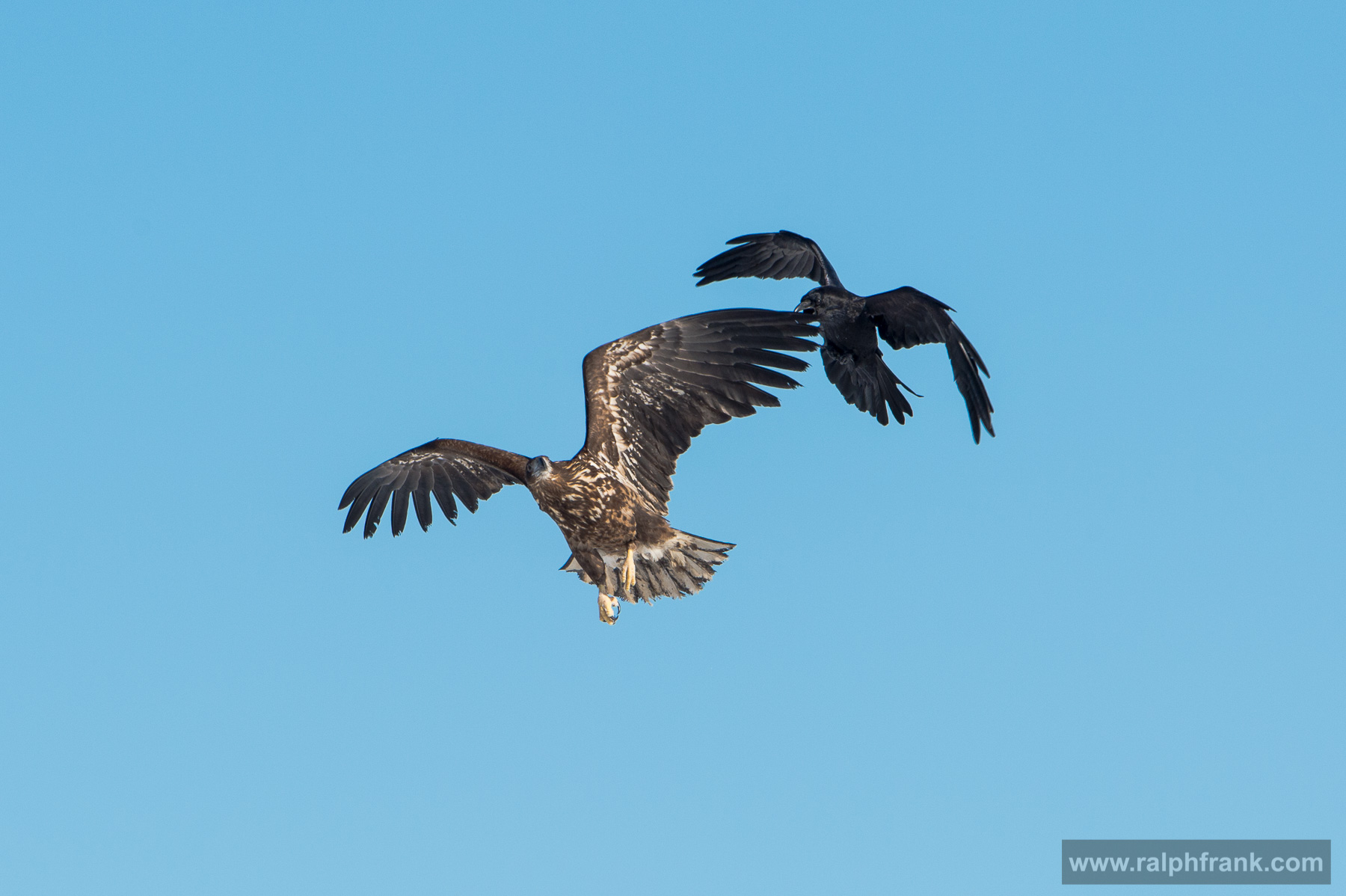 White-tailed eagle and northern ravens Winter Safari Finnland 03/2015