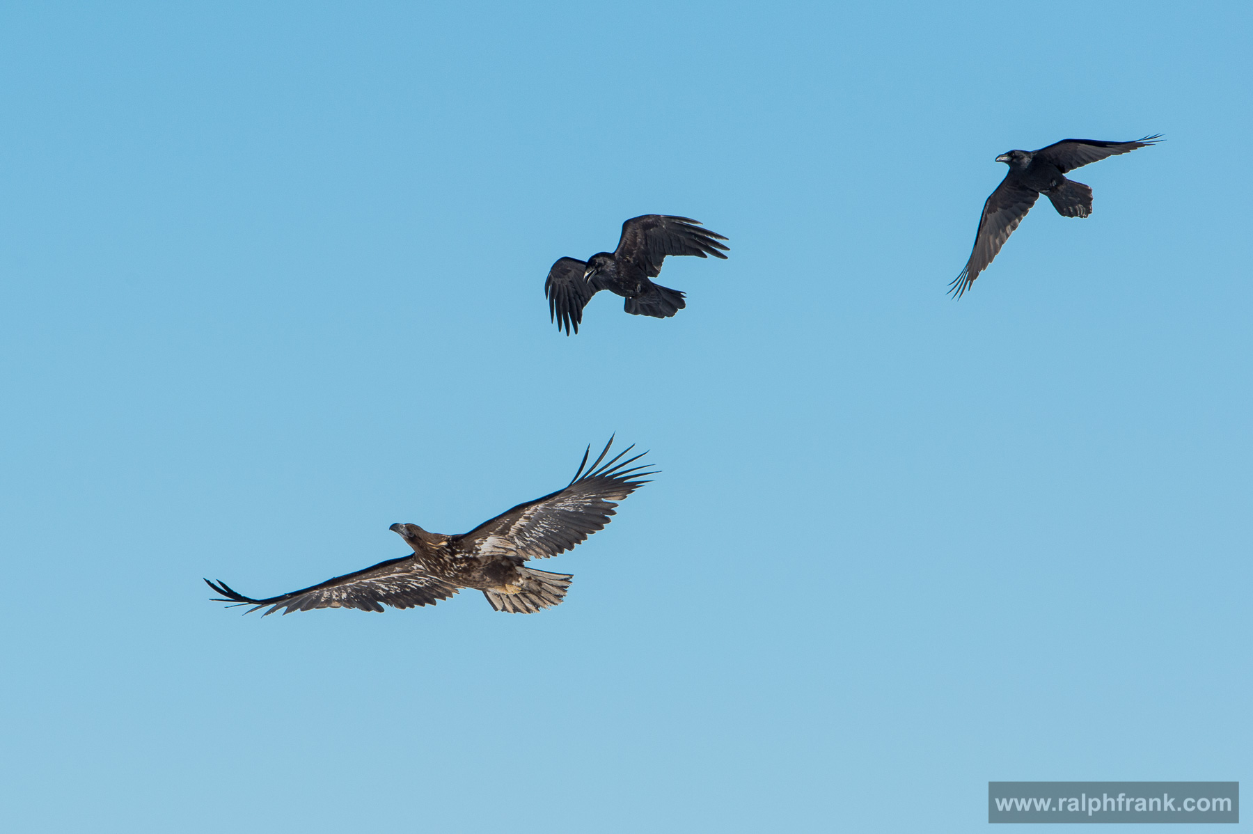 White-tailed eagle and northern ravens Winter Safari Finnland 03/2015
