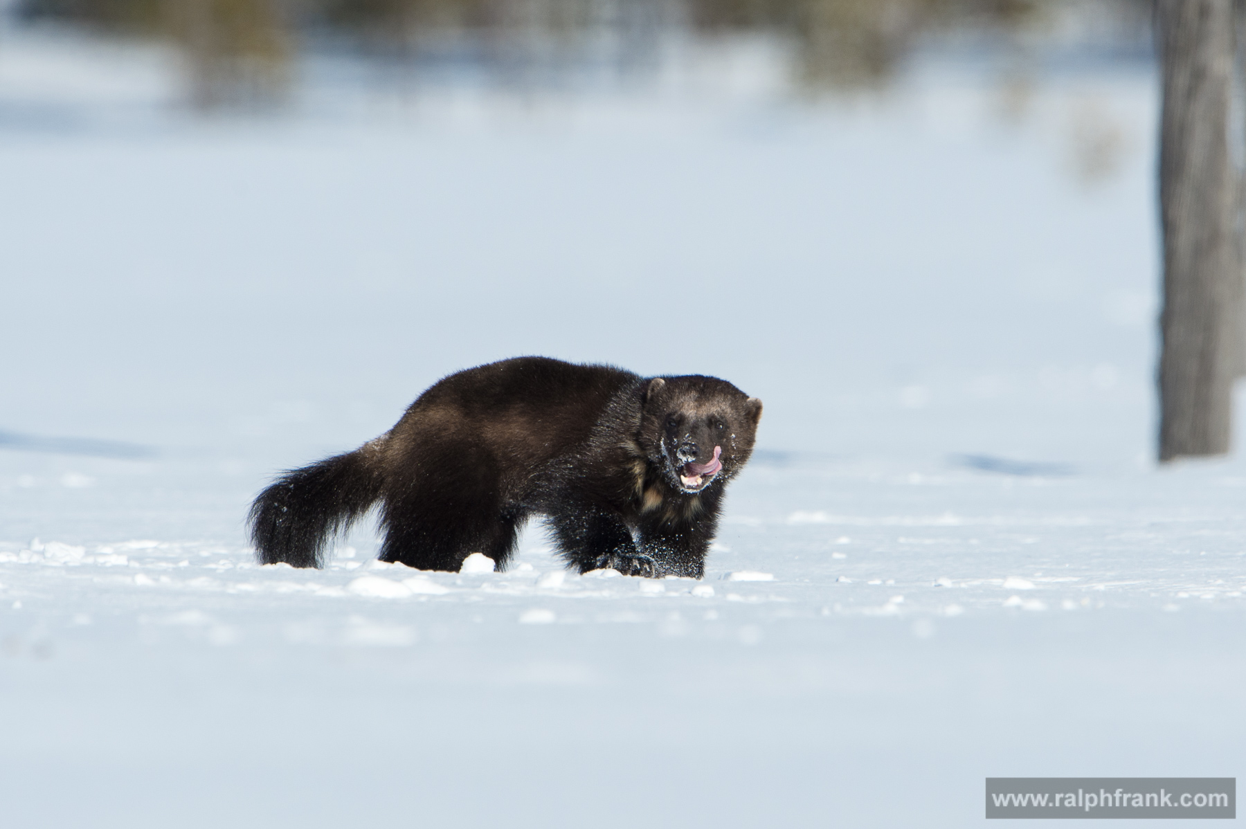 Vielfraß / Wolverine Winter Safari Finnland 03/2015