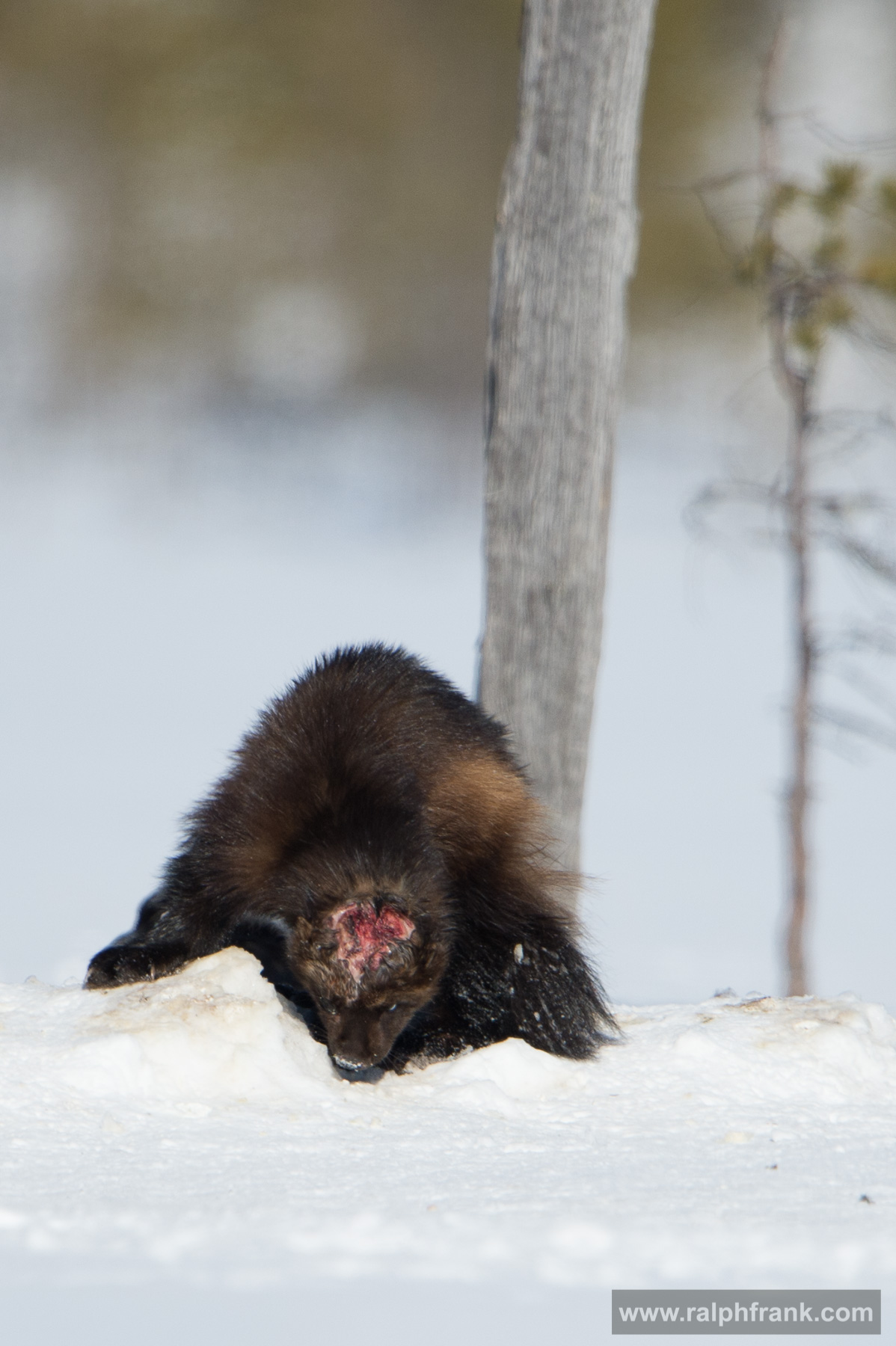 verletzter Vielfraß / injured wolverine Winter Safari Finnland 03/2015