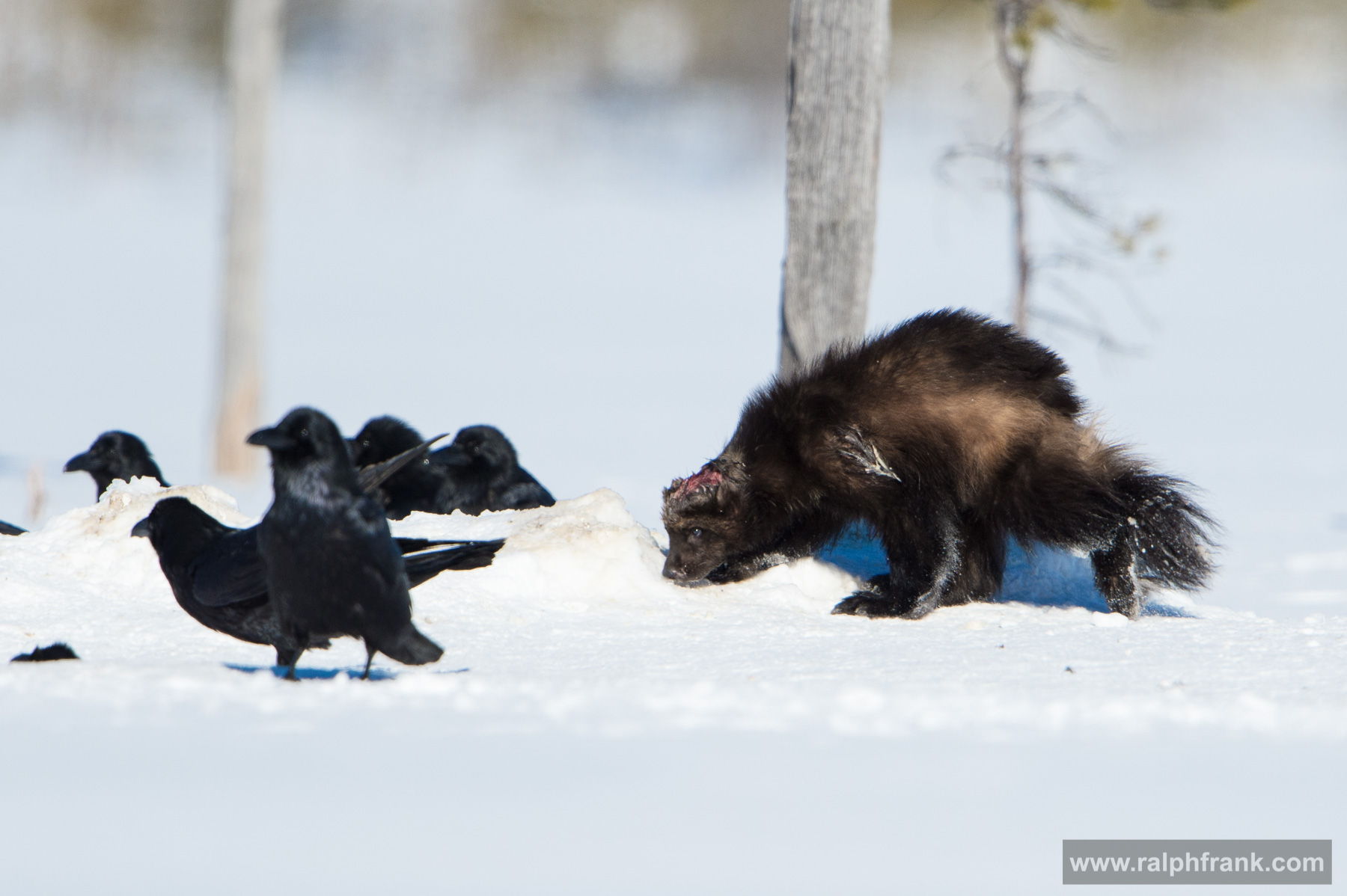 Winter Safari Finnland 03/2015