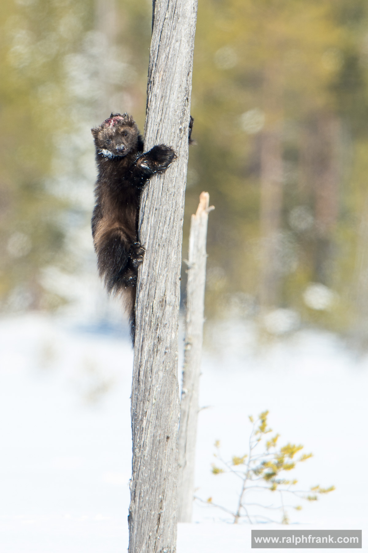 verletzter Vielfraß / injured wolverine Winter Safari Finnland 03/2015